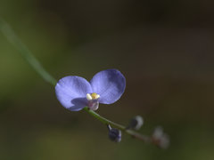 Comesperma sphaerocarpum