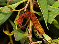 Capusa senilis