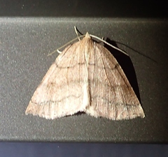 Thallophaga hyperborea