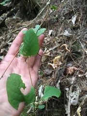 Muehlenbeckia australis