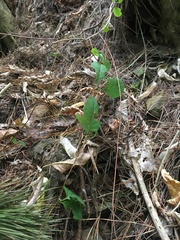 Muehlenbeckia australis