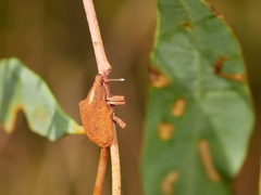 Gonipterus lepidotus