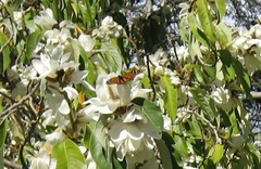 Danaus plexippus