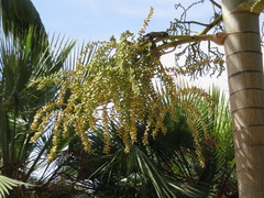 Roystonea regia