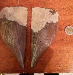 Pinnidae