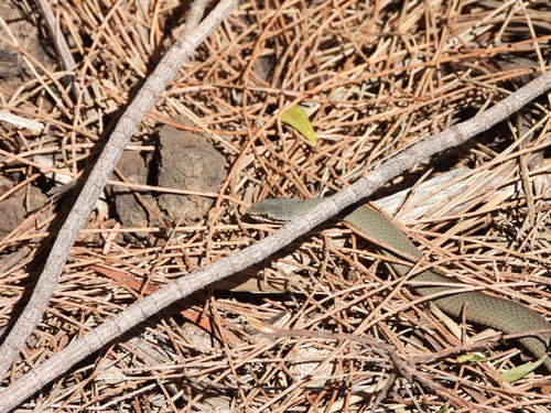 White-lipped Snake sighting