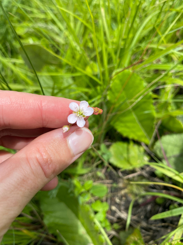 Drosera natalensis (Drosera natalensis)