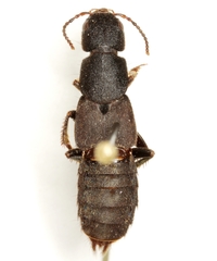 Platydracus mysticus