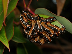 Paropsis tasmanica