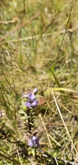 Veronica pimeleoides pimeleoides