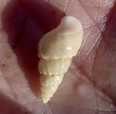 Opalia funiculata
