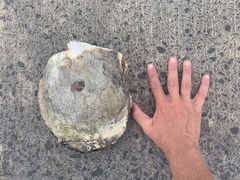 Pinctada margaritifera