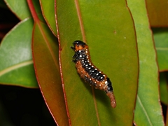 Paropsis tasmanica