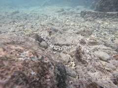 Hawaiian Spotted Snake Eel photo 5