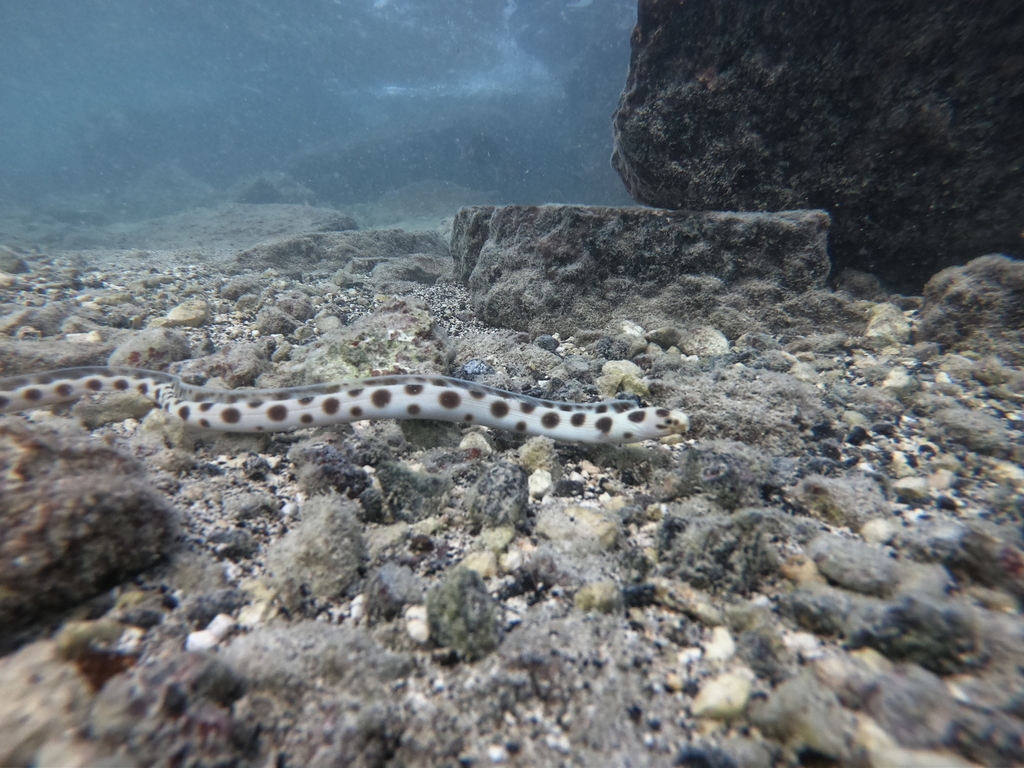 Myrichthys magnificus from Johnston, Johnston Atoll National Wildlife Refuge, UM on 2019년 10월 08일 (화) at 04:06 오후 by... 