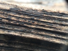 Oedohysterium sinense