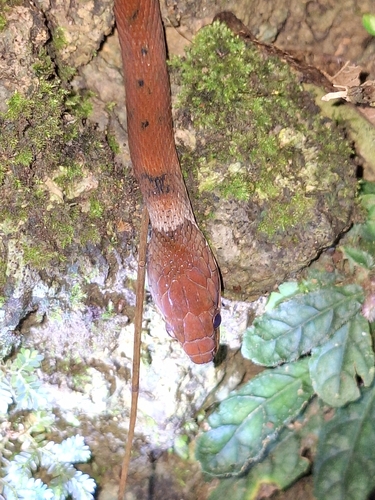 Zigzag-lined Water Snake