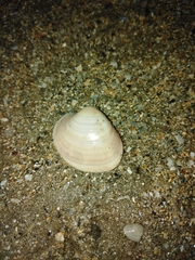 Eucallista purpurata