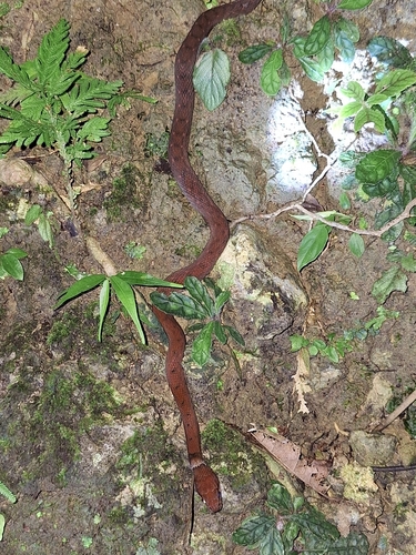 Zigzag-lined Water Snake