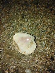 Eucallista purpurata