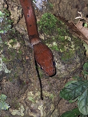 Zigzag-lined Water Snake