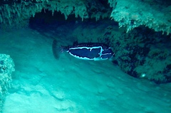 Whitley's Boxfish photo 5