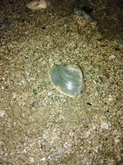 Eucallista purpurata