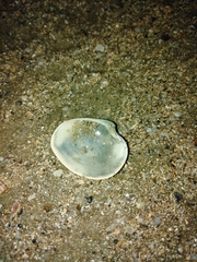 Eucallista purpurata