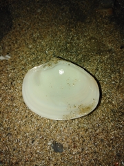Eucallista purpurata