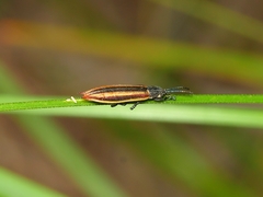 Eurispa vittata