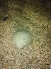 Dallocardia delicatula