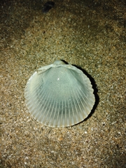 Dallocardia delicatula