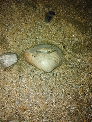 Anomalocardia flexuosa