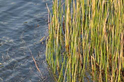 Eleocharis interstincta, photograph 4