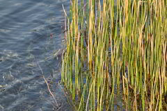 Eleocharis interstincta, photograph (c) Dennis Vollmar, some rights reserved (CC BY)