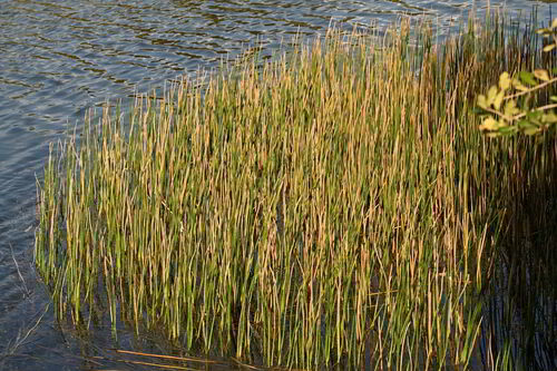 Knotted Spikerush (Eleocharis interstincta)