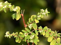 Euphorbia lasiocarpa, photograph (c) Dennis Vollmar, some rights reserved (CC BY)