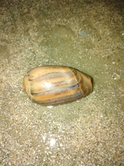 Olivancillaria urceus