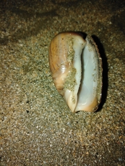 Olivancillaria urceus