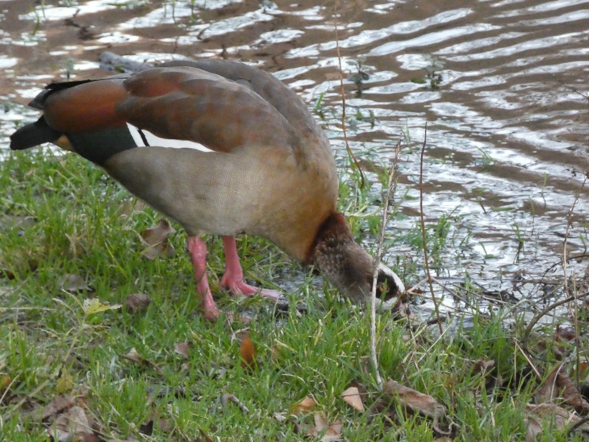Alopochen aegyptiaca (Linnaeus, 1766)
