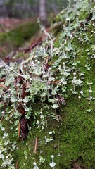 Cladonia concinna