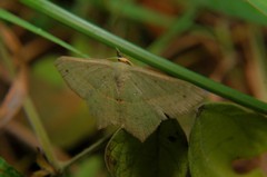 Lepidoptera