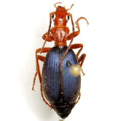 Brachinus americanus