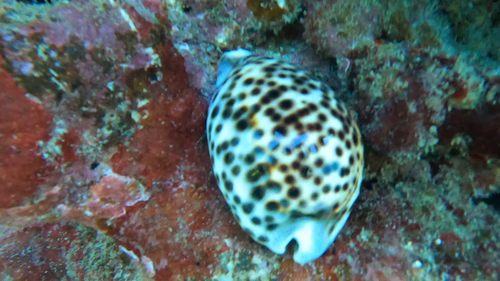 Cypraea tigris observed 2024-01-02