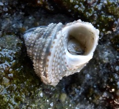 Calliostoma gemmulatum