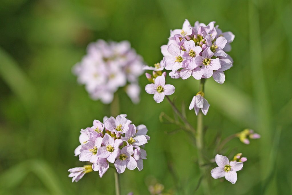 Cardamine pratensis — a medium houseplant, prefers partial sun light