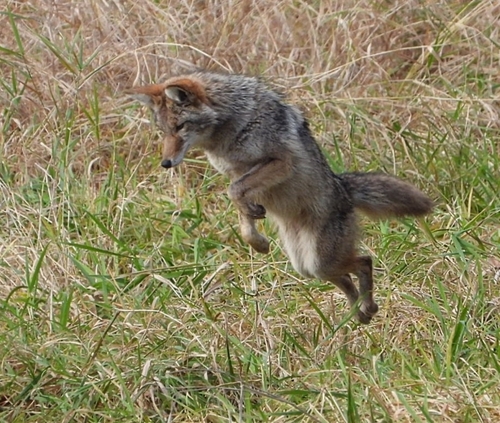 Coyote photographed in Oregon