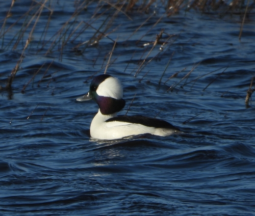 Porrón albeola (Bucephala albeola)