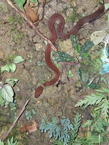 Zigzag-lined Water Snake