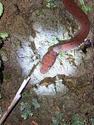 Zigzag-lined Water Snake